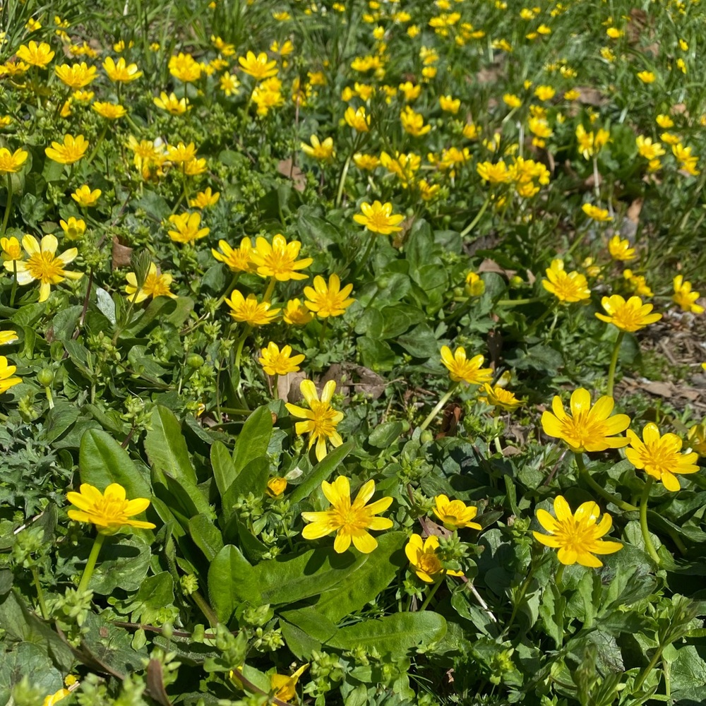 Meet your Posher, Ny